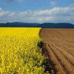Как перевести землю из сельхозназначения в ИЖС