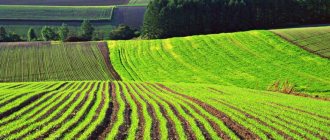How to get land for farming. Obtaining agricultural land in stages 