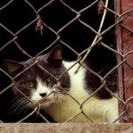 Ответственность по статье 245 УК РФ за жестокое обращение с животными