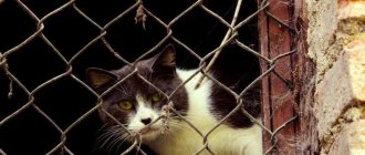Responsibility under Article 245 of the Criminal Code of the Russian Federation for cruelty to animals